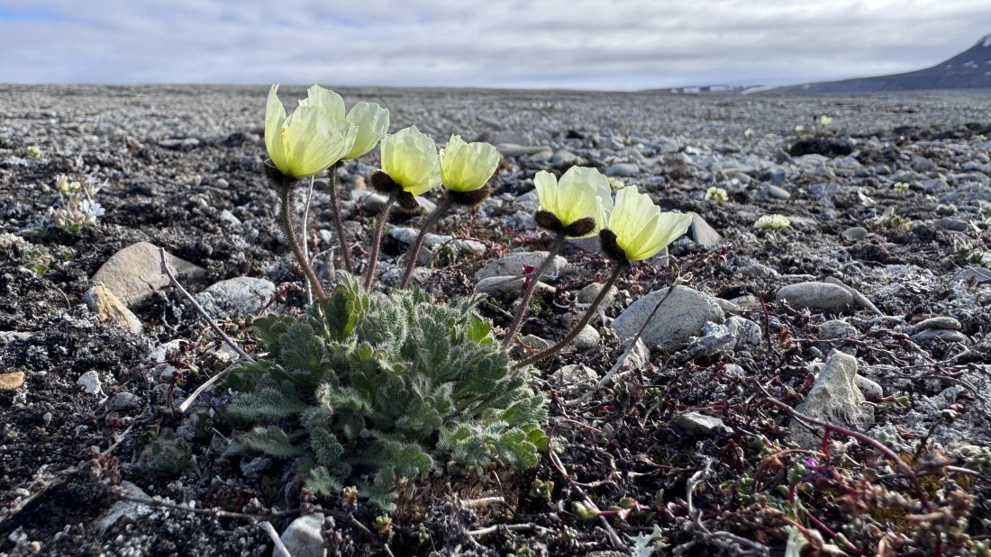 HDS06-26, Day 7, Palanderbukta SvalbardPoppie-MeikeSjoer © Meike Sjoer - Oceanwide Expeditions.JPG