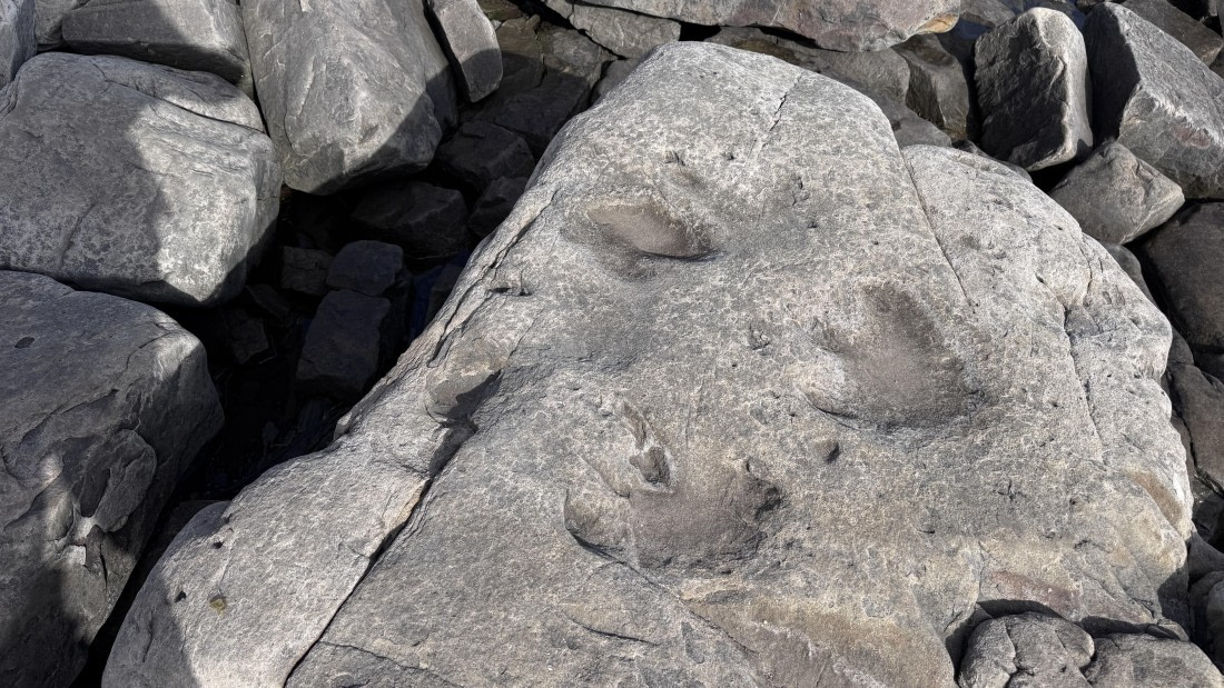 HDS06-26, Day 8, Iguanodonfootprint-MeikeSjoer © Meike Sjoer - Oceanwide Expeditions.JPG
