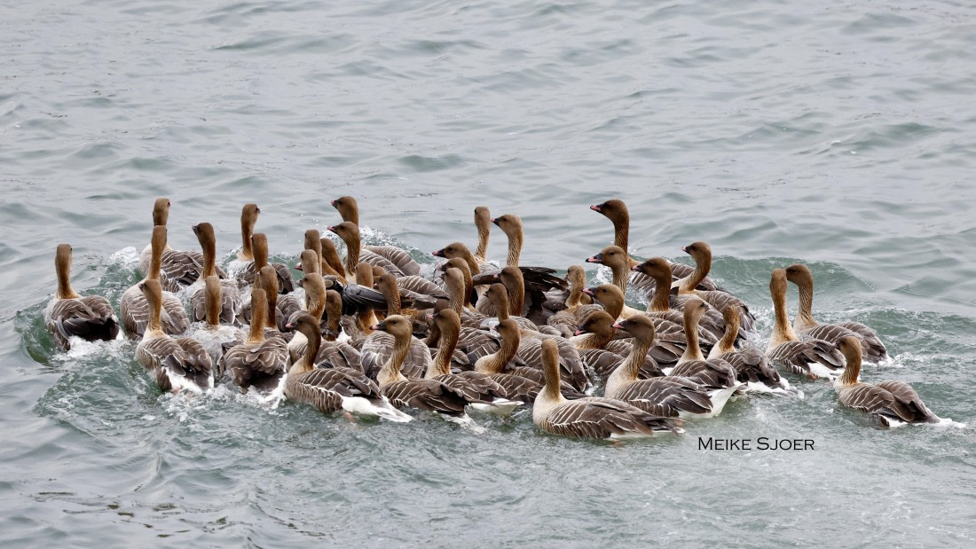 HDS06-26, Day 8, Pinkfooted-MeikeSjoer © Meike Sjoer - Oceanwide Expeditions.JPG