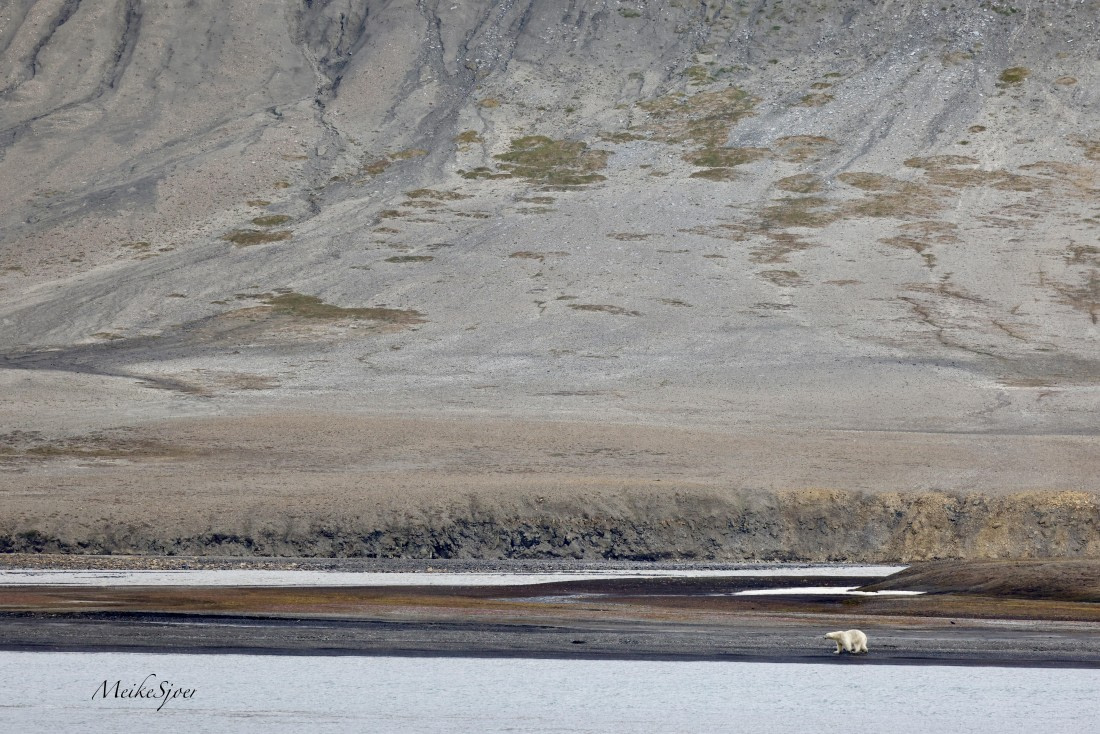 HDS06-26, Day 8, Polarbearonshore-MeikeSjoer © Meike Sjoer - Oceanwide Expeditions.JPG