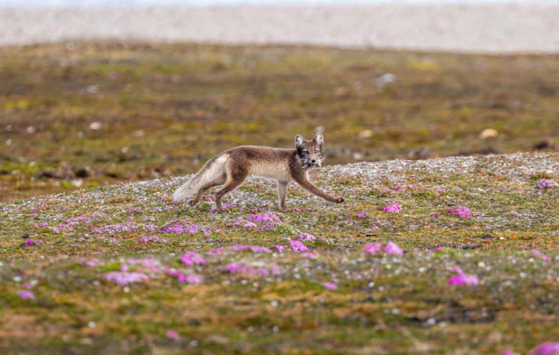 HDS06-26, Day 2, fox © Unknown photographer - Oceanwide Expeditions.png