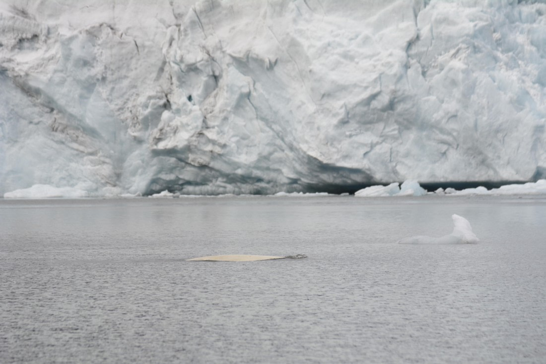 OTL07-26, Day 3, Marco_ (1).JPG © Marco Rosso - Oceanwide Expeditions.JPG