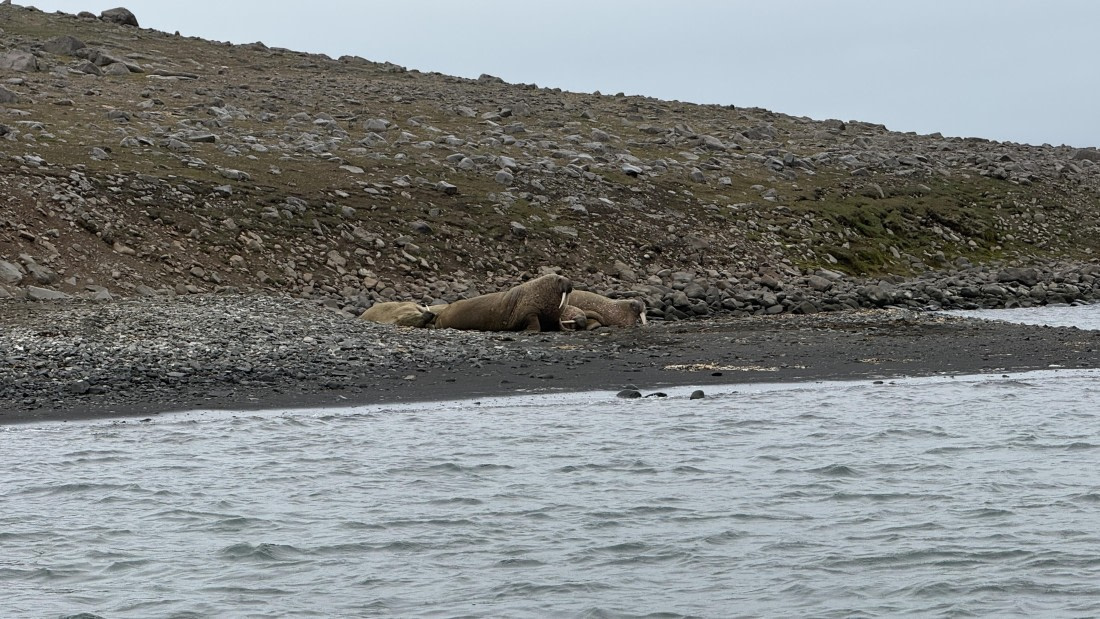 OTL07-26, Day 4, IMG_3906.jpg © Frank Shi - Oceanwide Expeditions.jpg