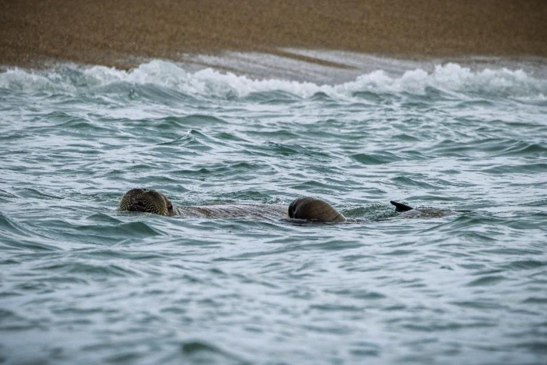 OTL07-26, Day 6, Picture2.jpg © Unknown Photographer - Oceanwide Expeditions.jpg