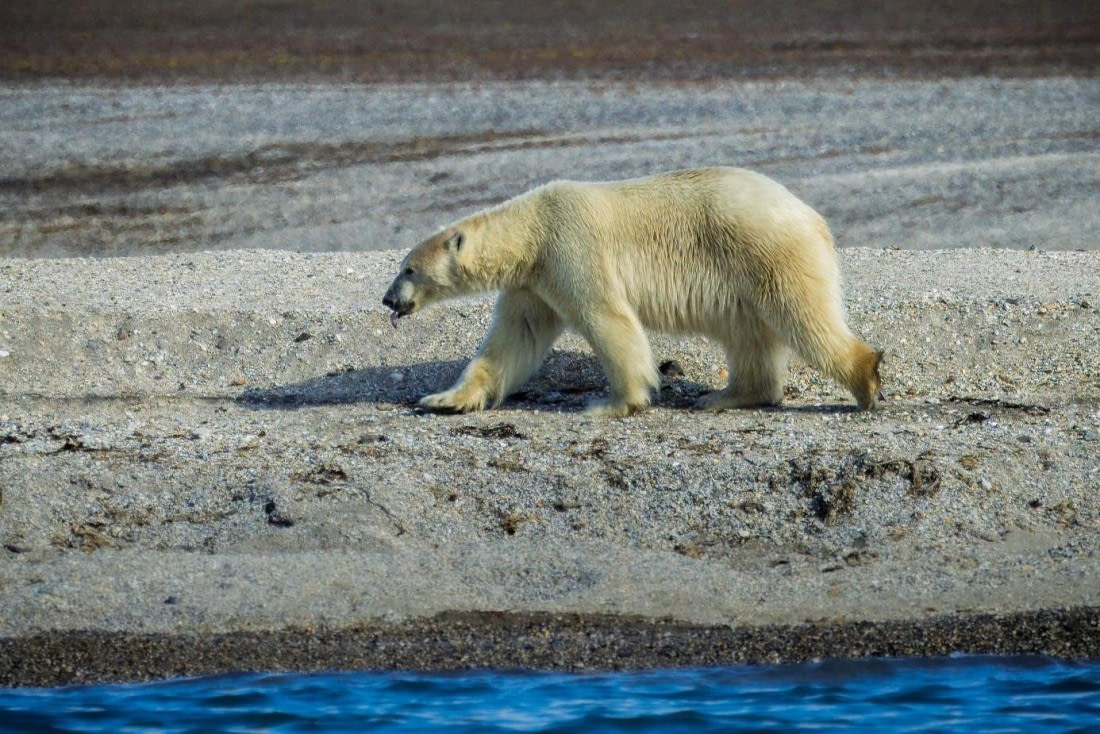OTL07-26, Day 6, Picture3.jpg © Unknown Photographer - Oceanwide Expeditions.jpg