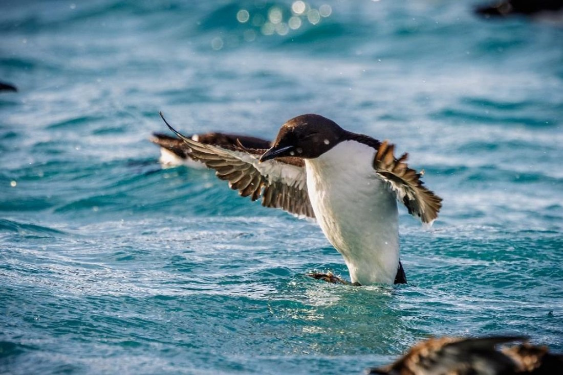 OTL07-26, Day 6, Picture5.jpg © Unknown Photographer - Oceanwide Expeditions.jpg