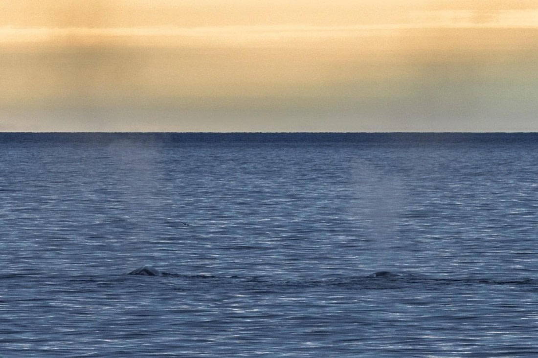 OTL07-26, Day 7, Picture11.jpg © Unknown Photographer - Oceanwide Expeditions.jpg