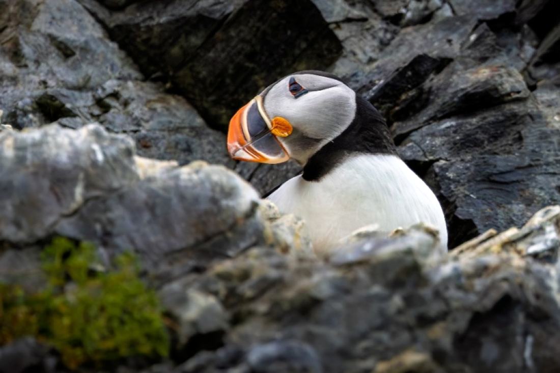OTL07-26, Day 9, Picture18.png © Unknown Photographer - Oceanwide Expeditions.png