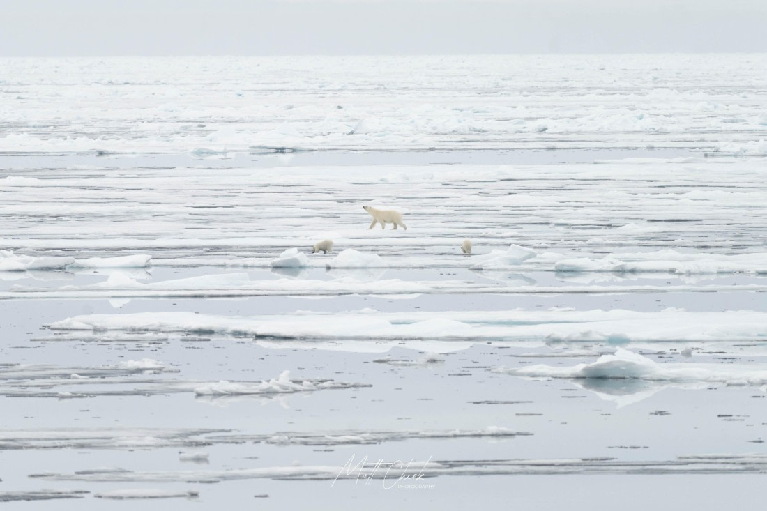 HDS07-26, Day 5, Matt Cheok - Polar Bear x 3 Ice © Matt Cheok - Oceanwide Expeditions.jpg
