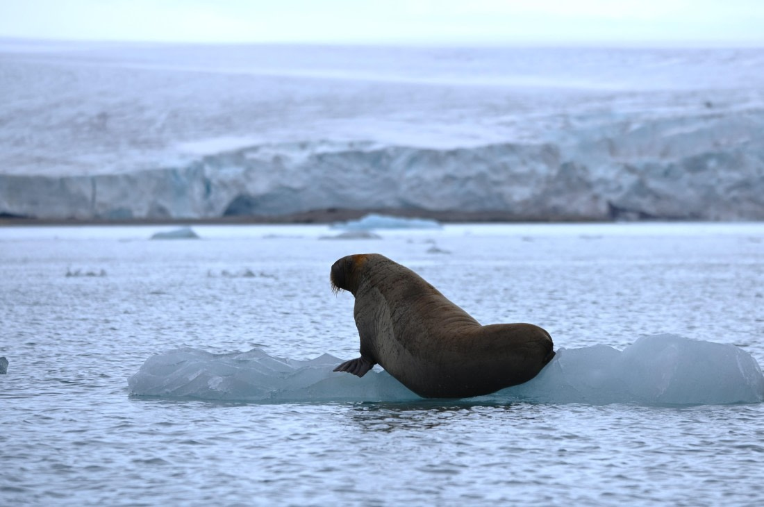 OTL08-26, Day 5, SAS_9133 © Saskia van der Meij - Oceanwide Expeditions.JPG