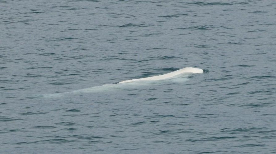 PLA08-26, Day 3, Picture7.jpg © Unknown Photographer - Oceanwide Expeditions.jpg
