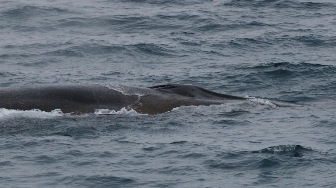 PLA08-26, Day 6, Picture18.jpg © Unknown Photographer - Oceanwide Expeditions.jpg