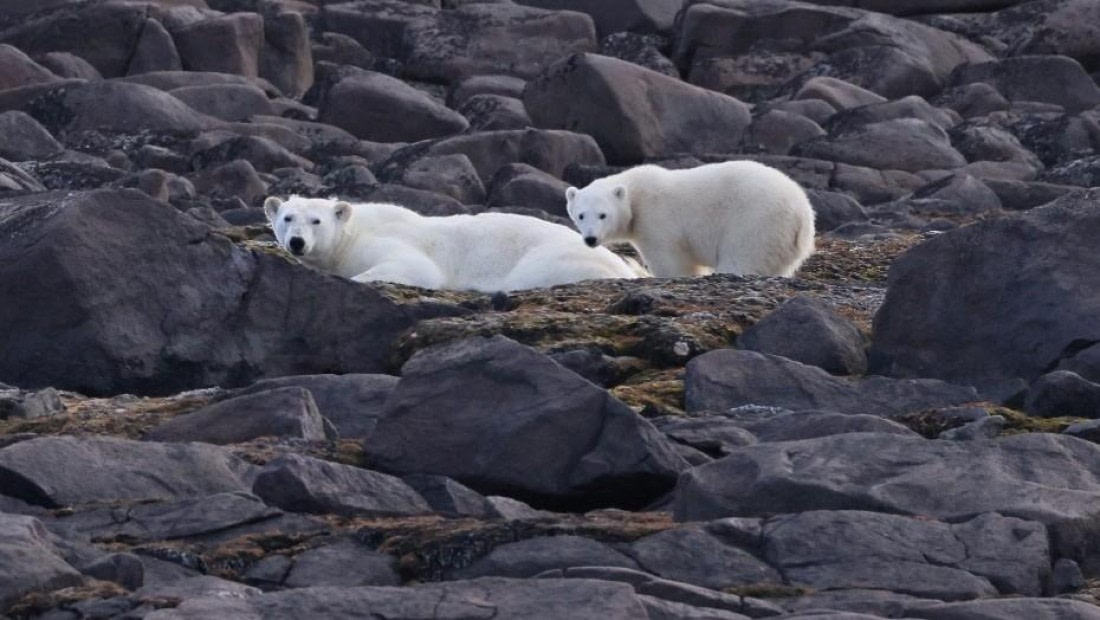 PLA08-26, Day 6, Picture21.jpg © Unknown Photographer - Oceanwide Expeditions.jpg