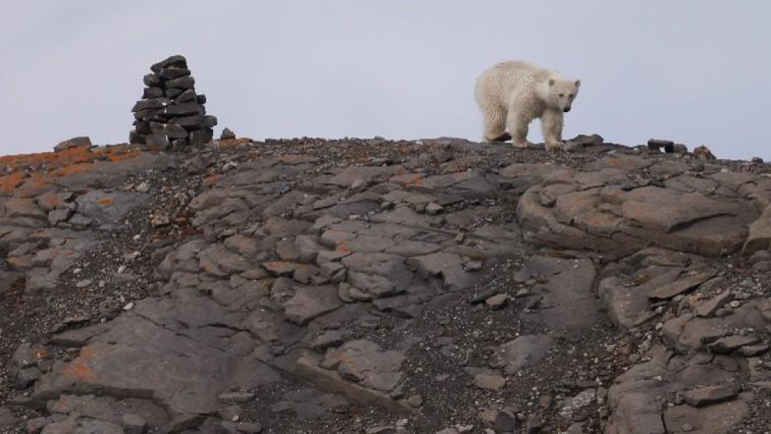 PLA08-26, Day 8, Picture28.jpg © Unknown Photographer - Oceanwide Expeditions.jpg