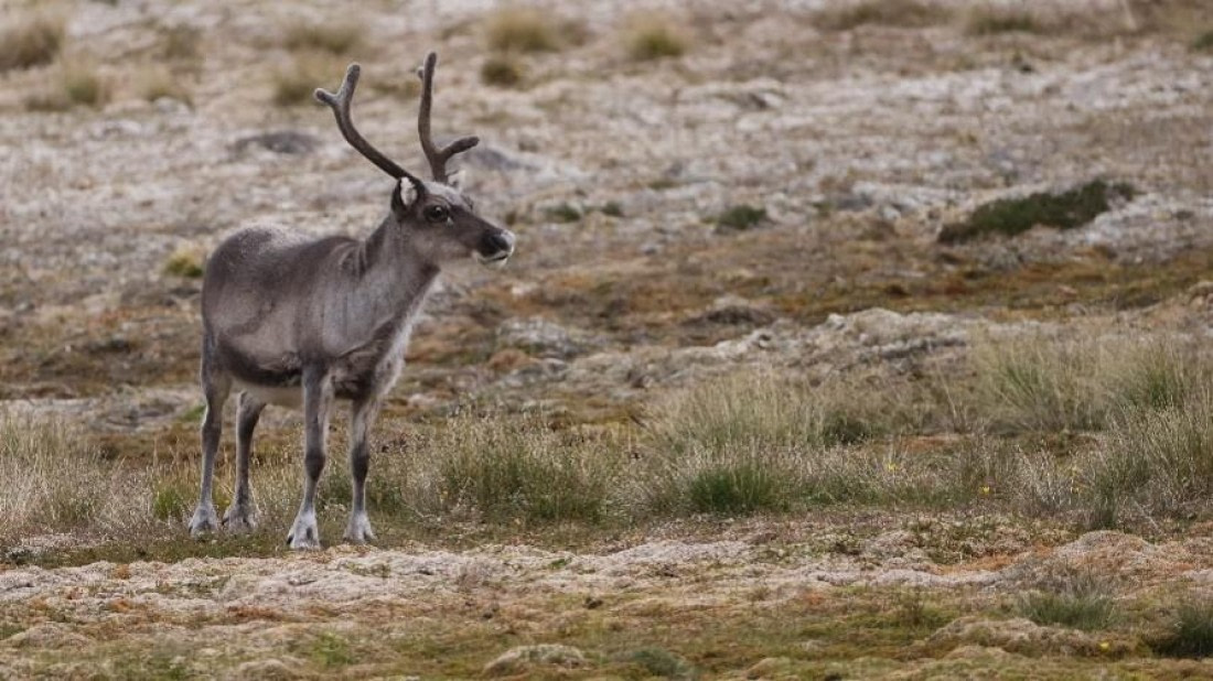 PLA08-26, Day 9, Picture31.jpg © Unknown Photographer - Oceanwide Expeditions.jpg