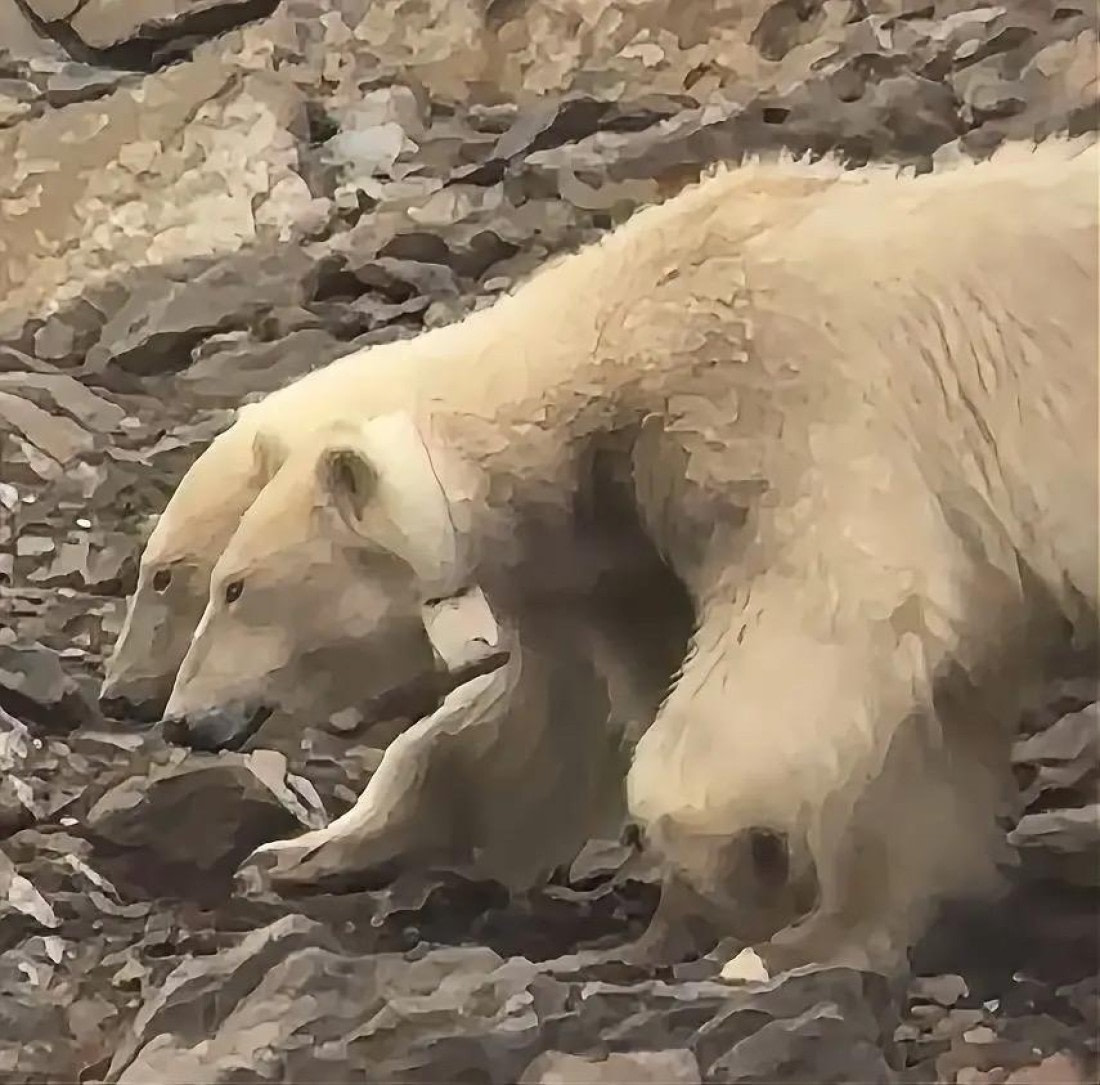 Twin polar bears