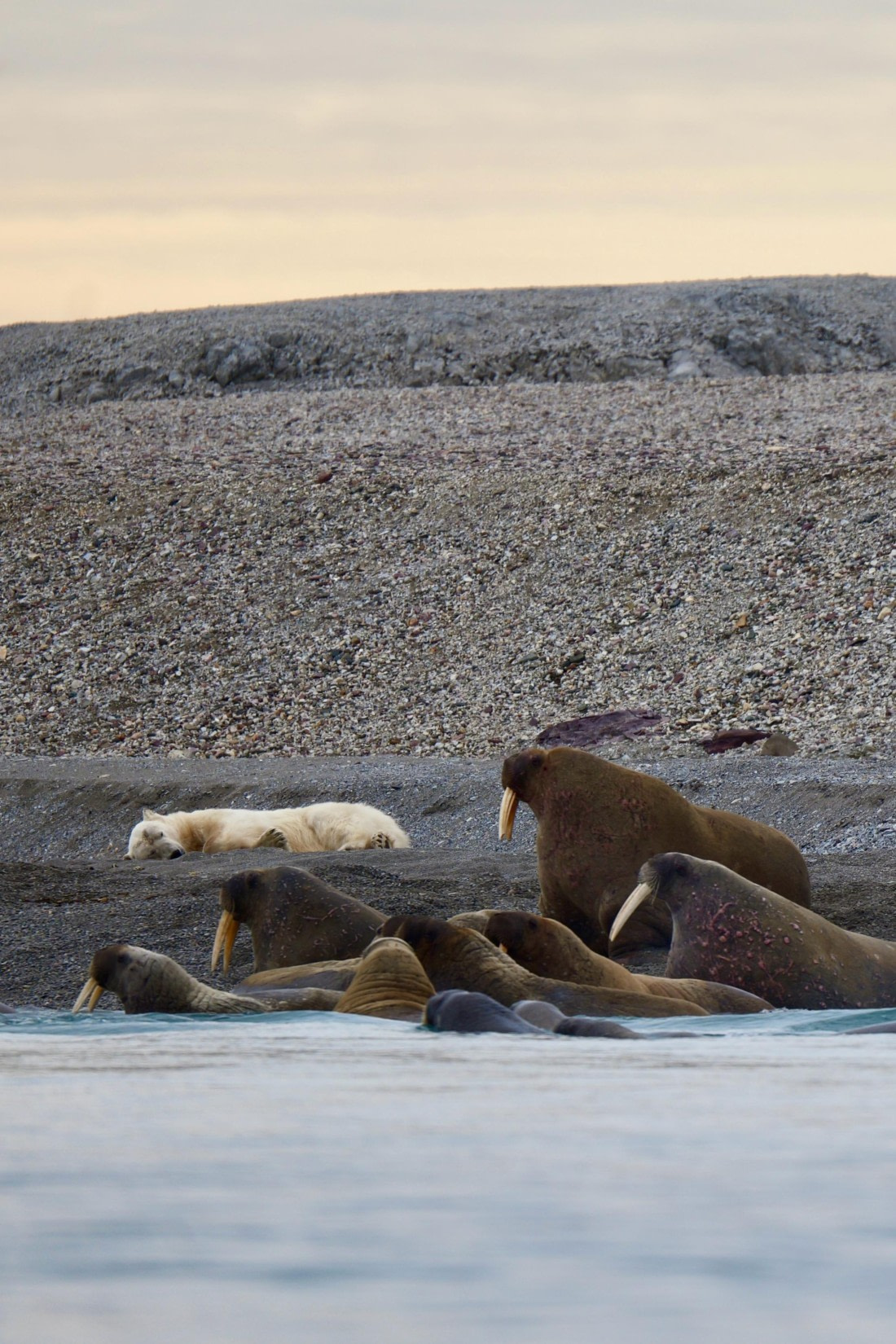 Arctic Encounter