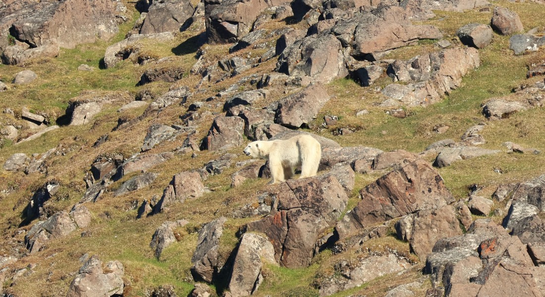 HDS08-26, Day 7, Bear standing Luce © Unknown Photographer - Oceanwide Expeditions.JPG