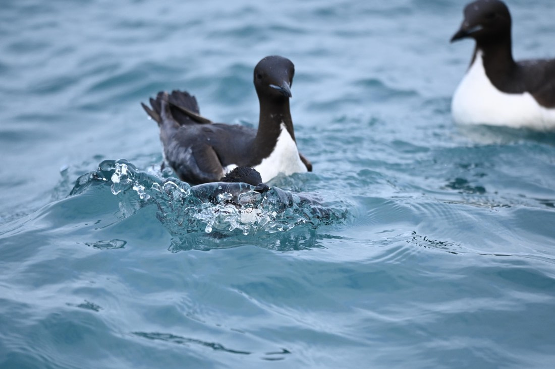 OTL09-26, Day 5, SAS_9903 © Saskia van der Meij - Oceanwide Expeditions.JPG