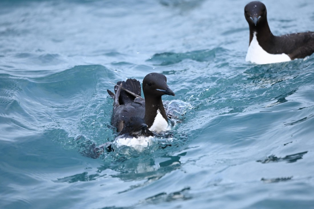 OTL09-26, Day 5, SAS_9902 © Saskia van der Meij - Oceanwide Expeditions.JPG