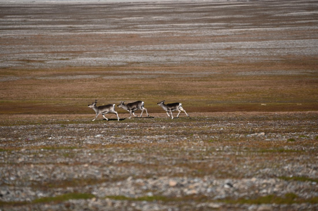 OTL09-26, Day 8, SAS_0128 © Saskia van der Meij - Oceanwide Expeditions.JPG