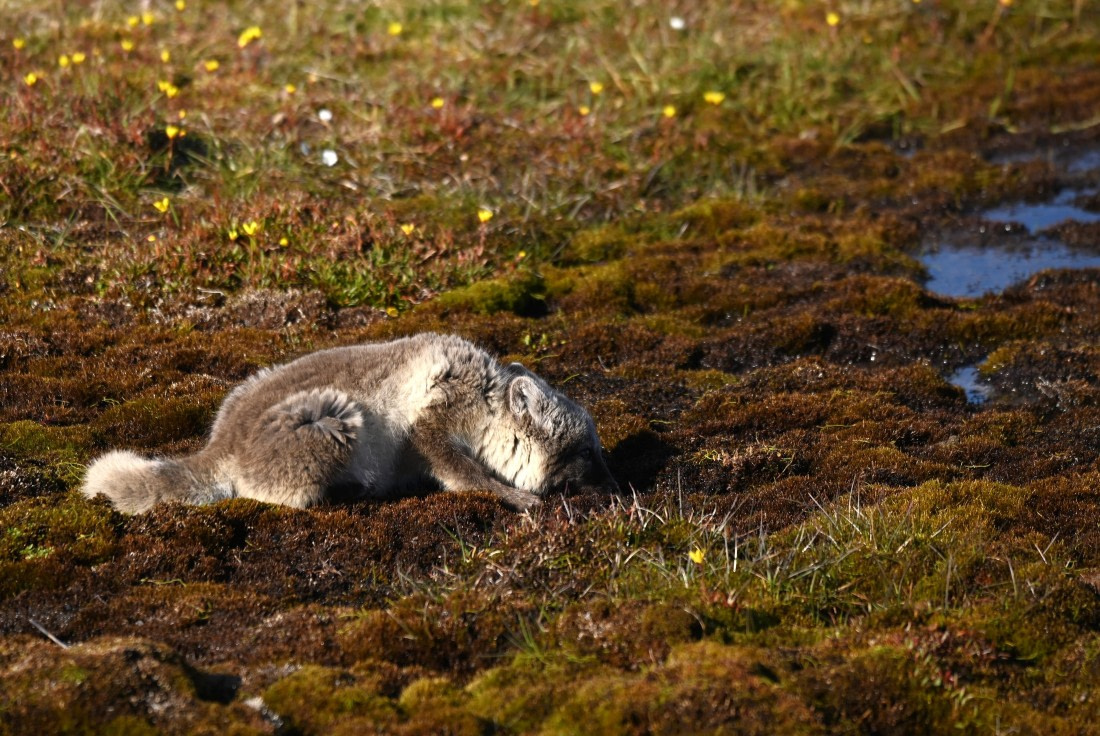 OTL09-26, Day 8, SAS_0198 © Saskia van der Meij - Oceanwide Expeditions.JPG