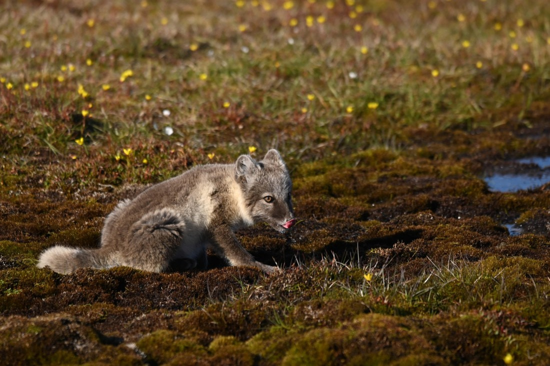 OTL09-26, Day 8, SAS_0199 © Saskia van der Meij - Oceanwide Expeditions.JPG