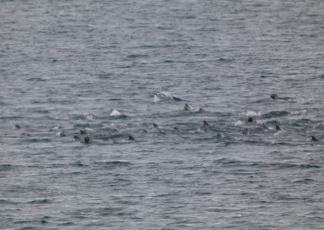 Seals!