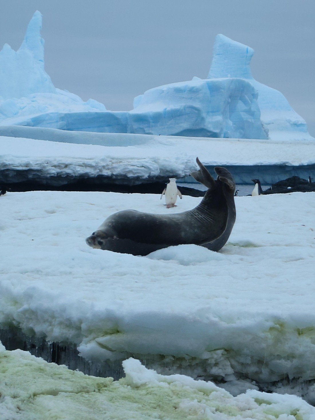 Ice World