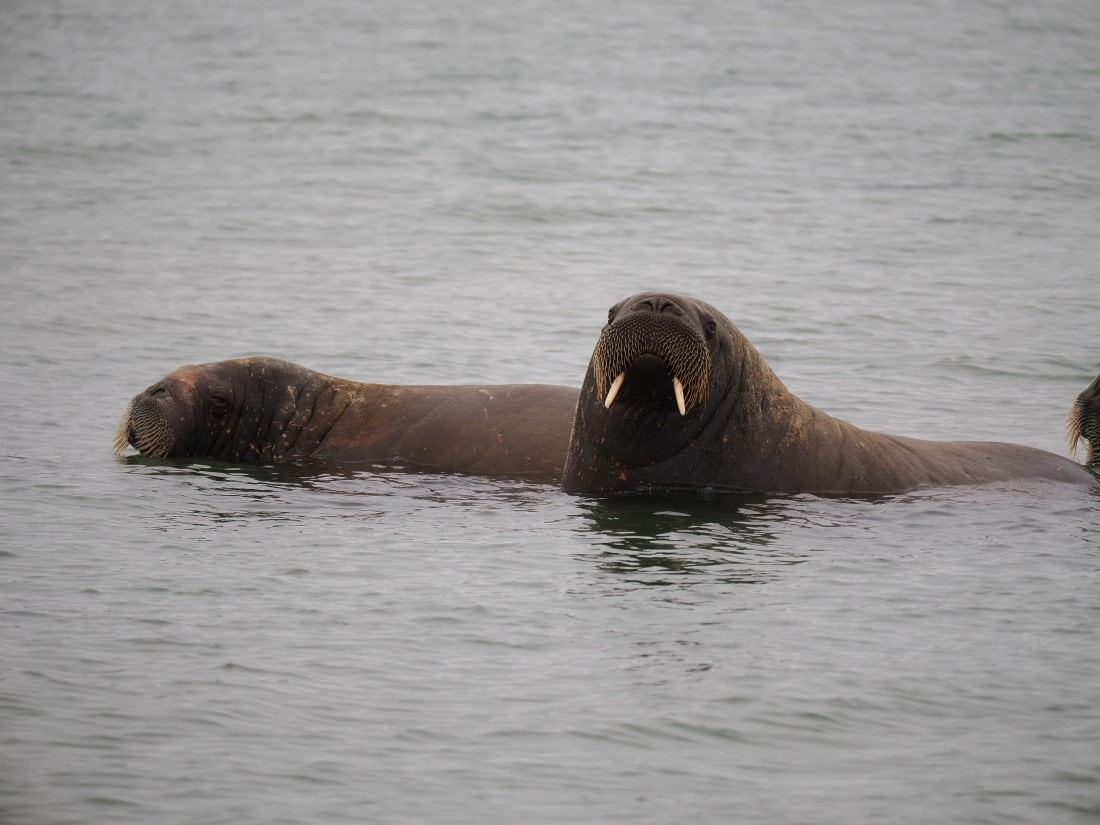 PLA10-26, Day 2, P8031287.JPG © Unknown Photographer - Oceanwide Expeditions.JPG