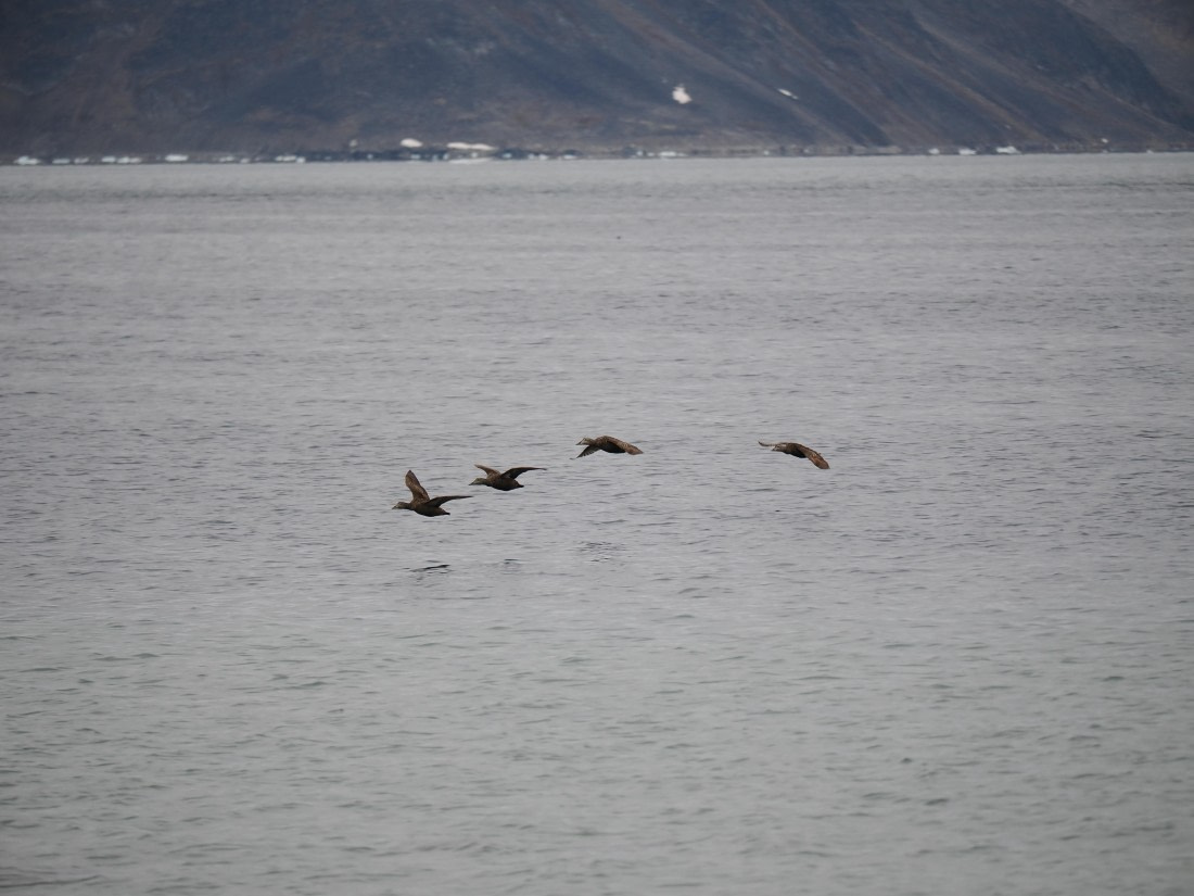 PLA10-26, Day 2, P8031305.JPG © Unknown Photographer - Oceanwide Expeditions.JPG