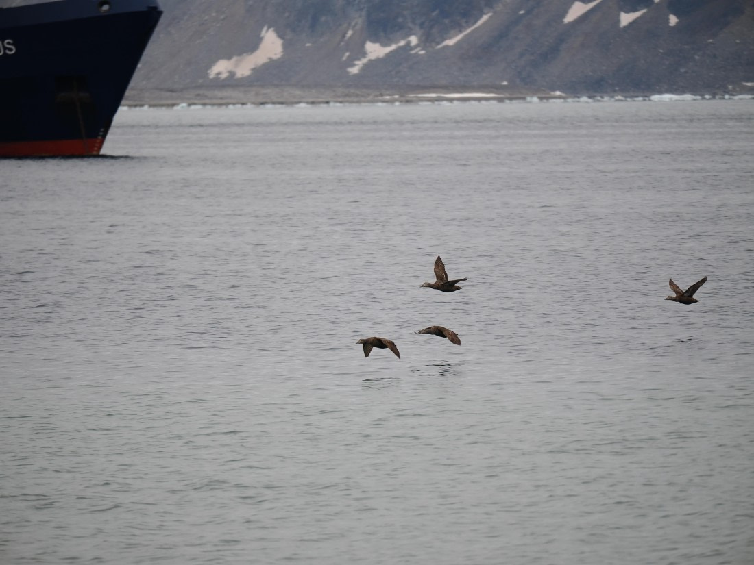PLA10-26, Day 2, P8031308.JPG © Unknown Photographer - Oceanwide Expeditions.JPG
