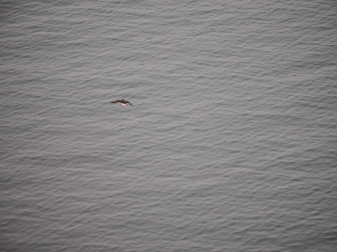 PLA10-26, Day 2, P8041356.JPG © Unknown Photographer - Oceanwide Expeditions.JPG