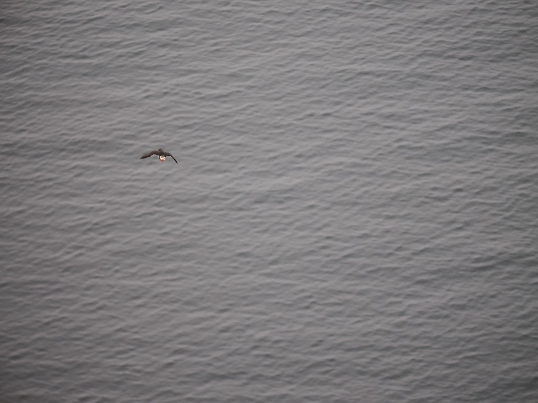 PLA10-26, Day 2, P8041357.JPG © Unknown Photographer - Oceanwide Expeditions.JPG