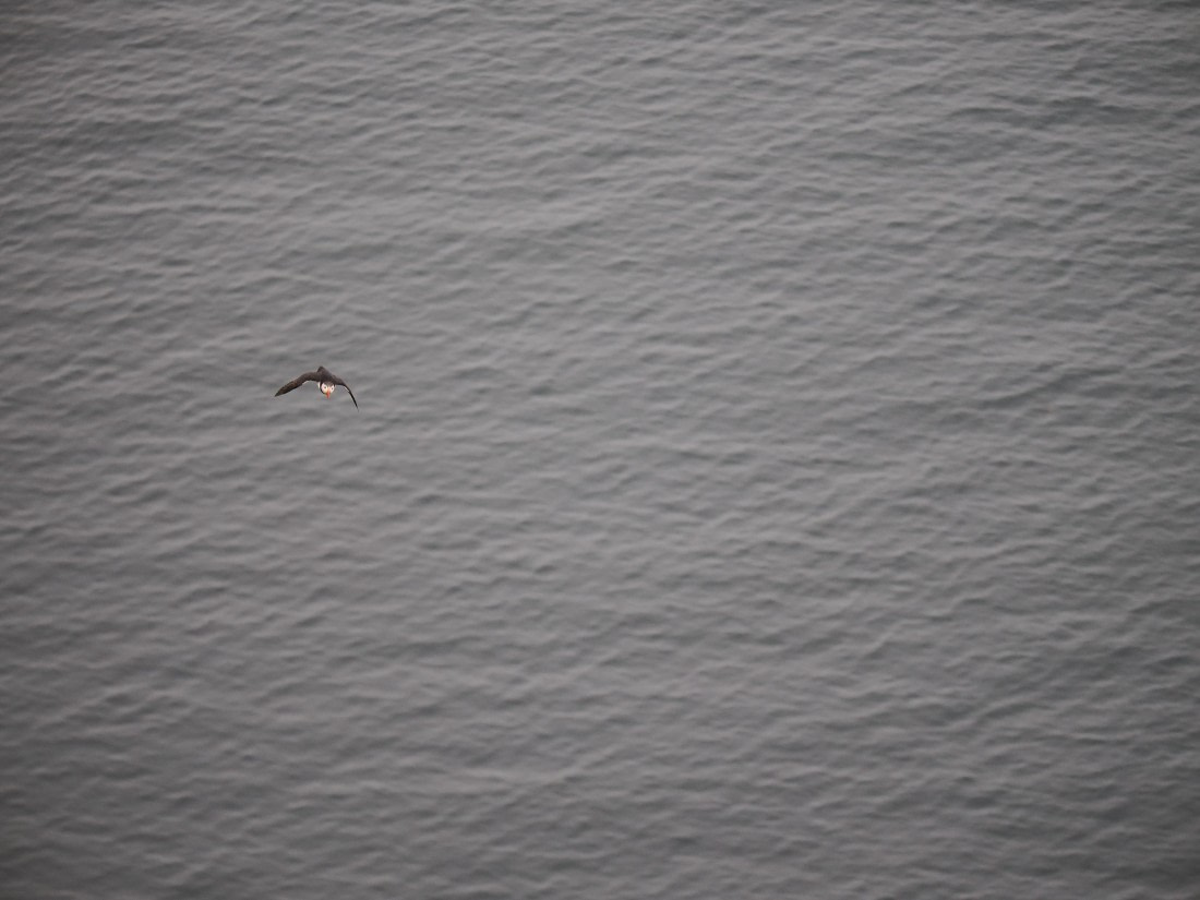 PLA10-26, Day 2, P8041358.JPG © Unknown Photographer - Oceanwide Expeditions.JPG
