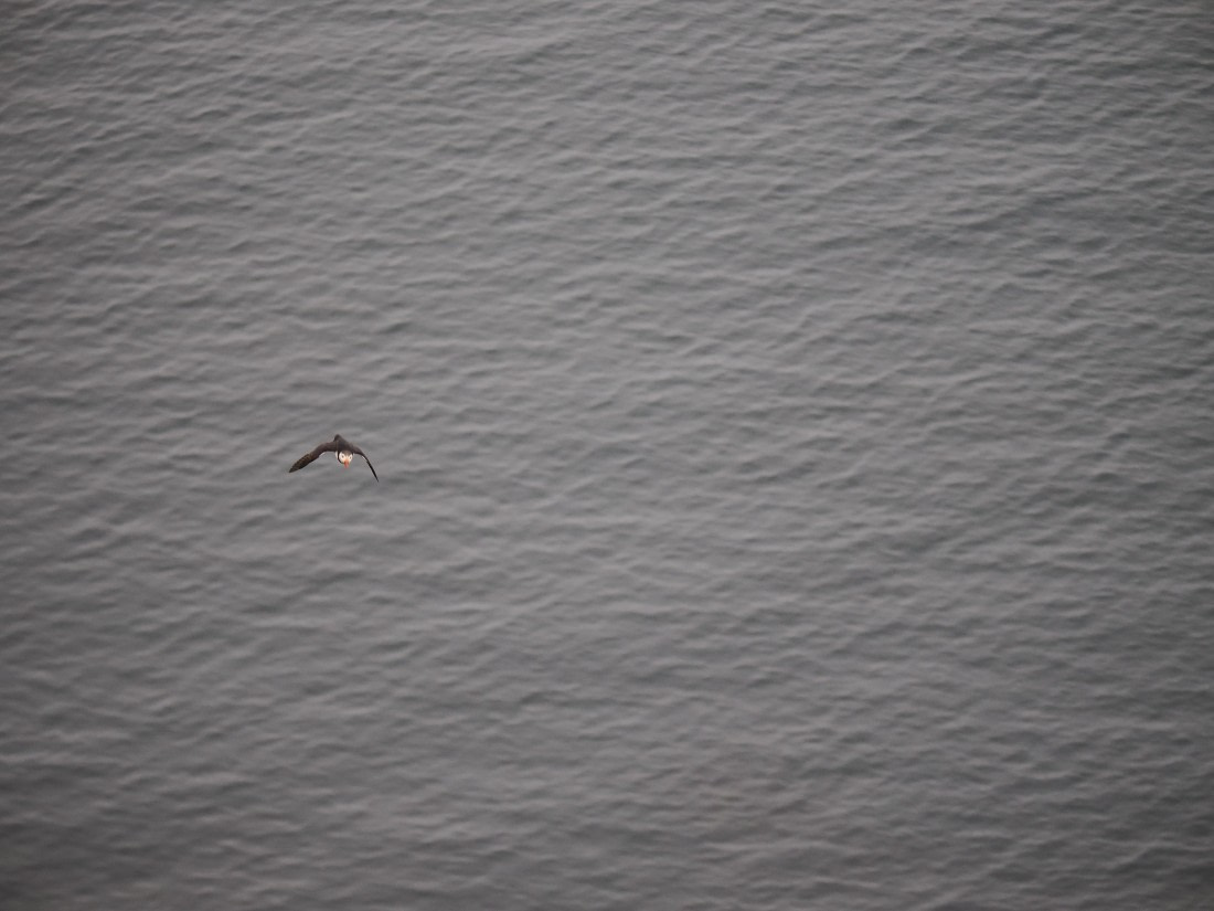 PLA10-26, Day 2, P8041359.JPG © Unknown Photographer - Oceanwide Expeditions.JPG