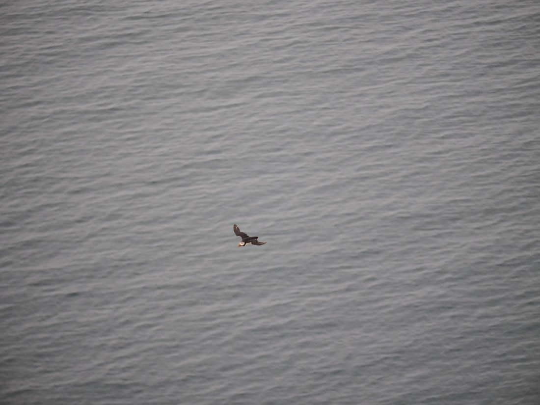 PLA10-26, Day 2, P8041360.JPG © Unknown Photographer - Oceanwide Expeditions.JPG