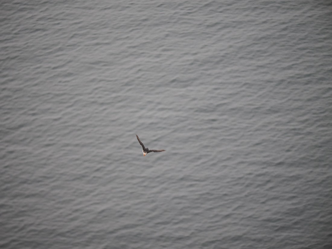 PLA10-26, Day 2, P8041362.JPG © Unknown Photographer - Oceanwide Expeditions.JPG