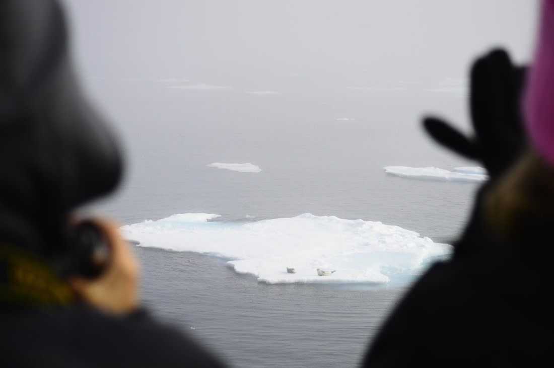 PLA10-26, Day 3, _DSC0968.JPG © Unknown Photographer - Oceanwide Expeditions.JPG