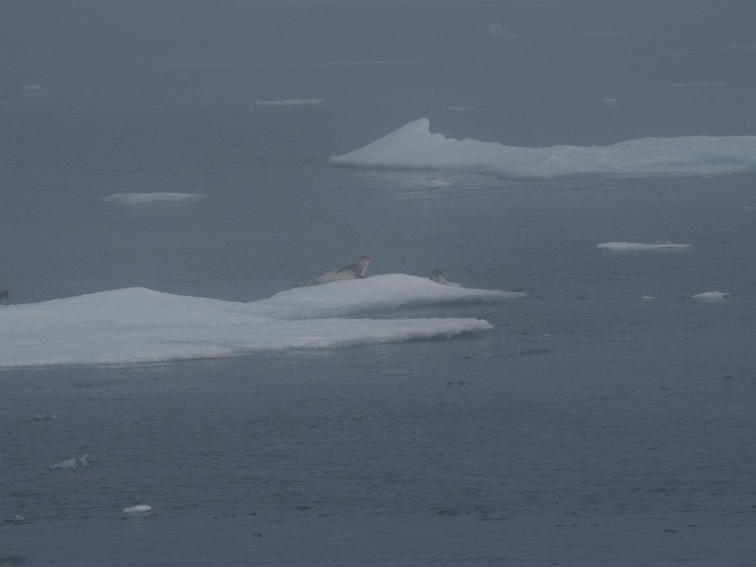 PLA10-26, Day 3, P8051415.JPG © Unknown Photographer - Oceanwide Expeditions.JPG