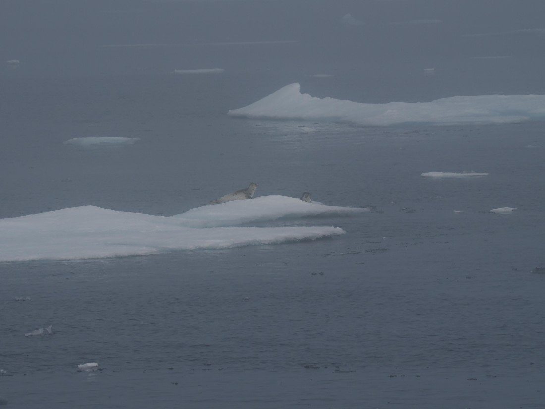PLA10-26, Day 3, P8051416.JPG © Unknown Photographer - Oceanwide Expeditions.JPG