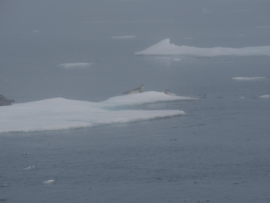PLA10-26, Day 3, P8051417.JPG © Unknown Photographer - Oceanwide Expeditions.JPG