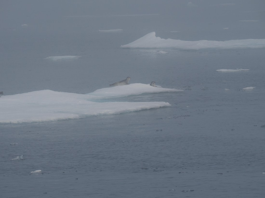 PLA10-26, Day 3, P8051418.JPG © Unknown Photographer - Oceanwide Expeditions.JPG