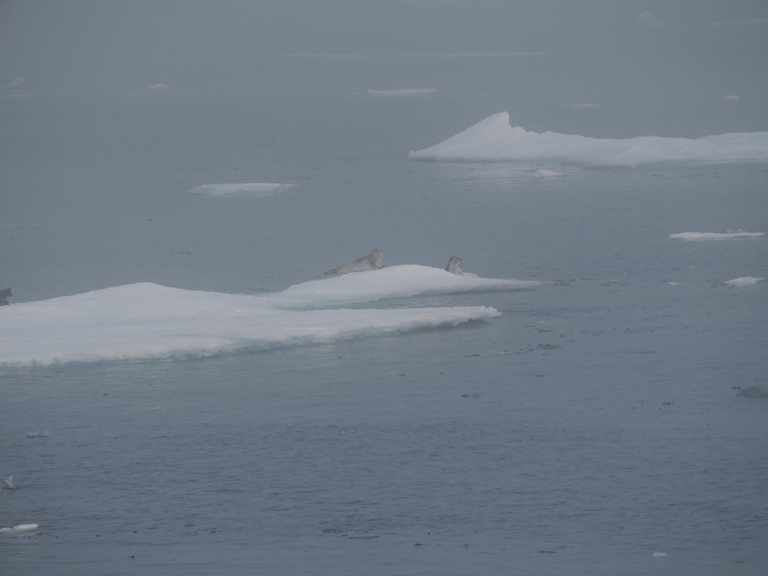 PLA10-26, Day 3, P8051419.JPG © Unknown Photographer - Oceanwide Expeditions.JPG