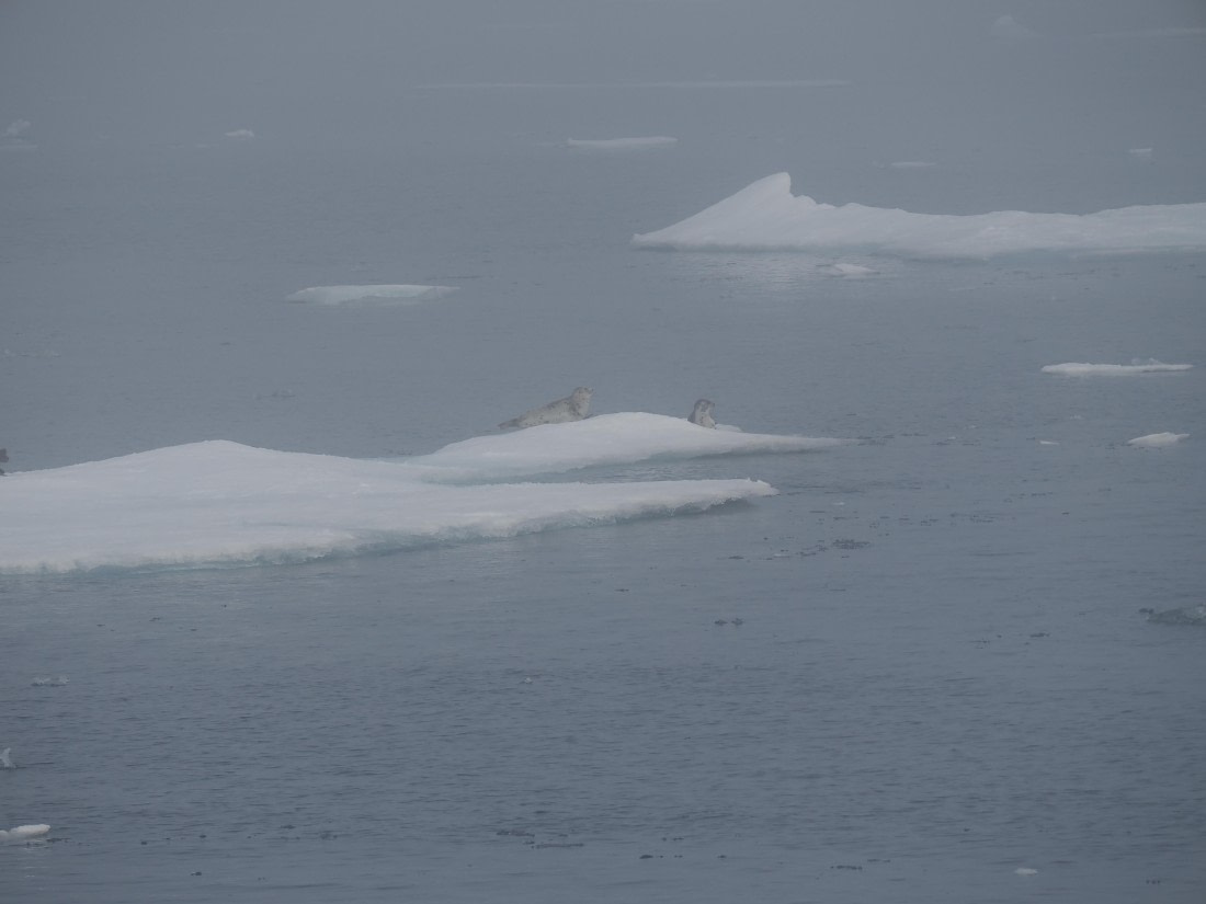 PLA10-26, Day 3, P8051420.JPG © Unknown Photographer - Oceanwide Expeditions.JPG
