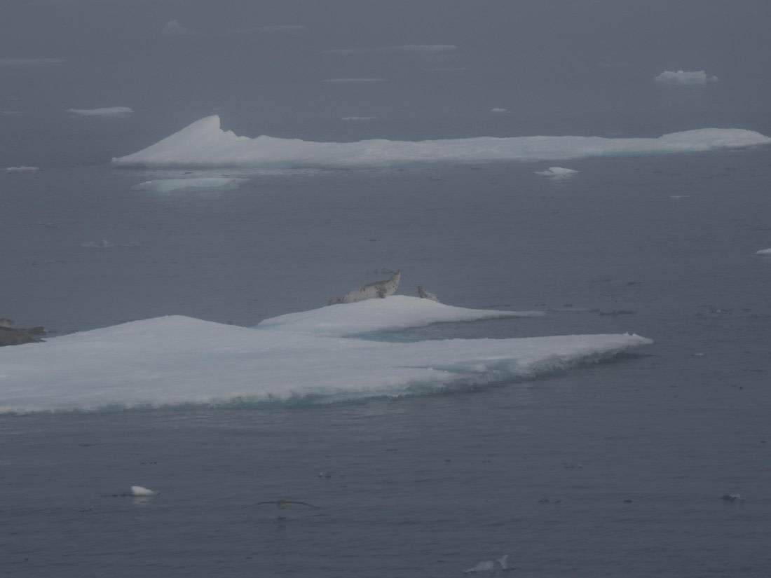 PLA10-26, Day 3, P8051424.JPG © Unknown Photographer - Oceanwide Expeditions.JPG