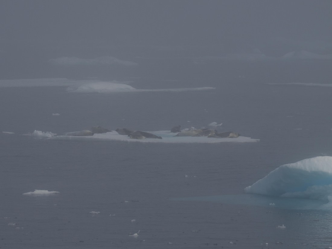 PLA10-26, Day 3, P8051426.JPG © Unknown Photographer - Oceanwide Expeditions.JPG