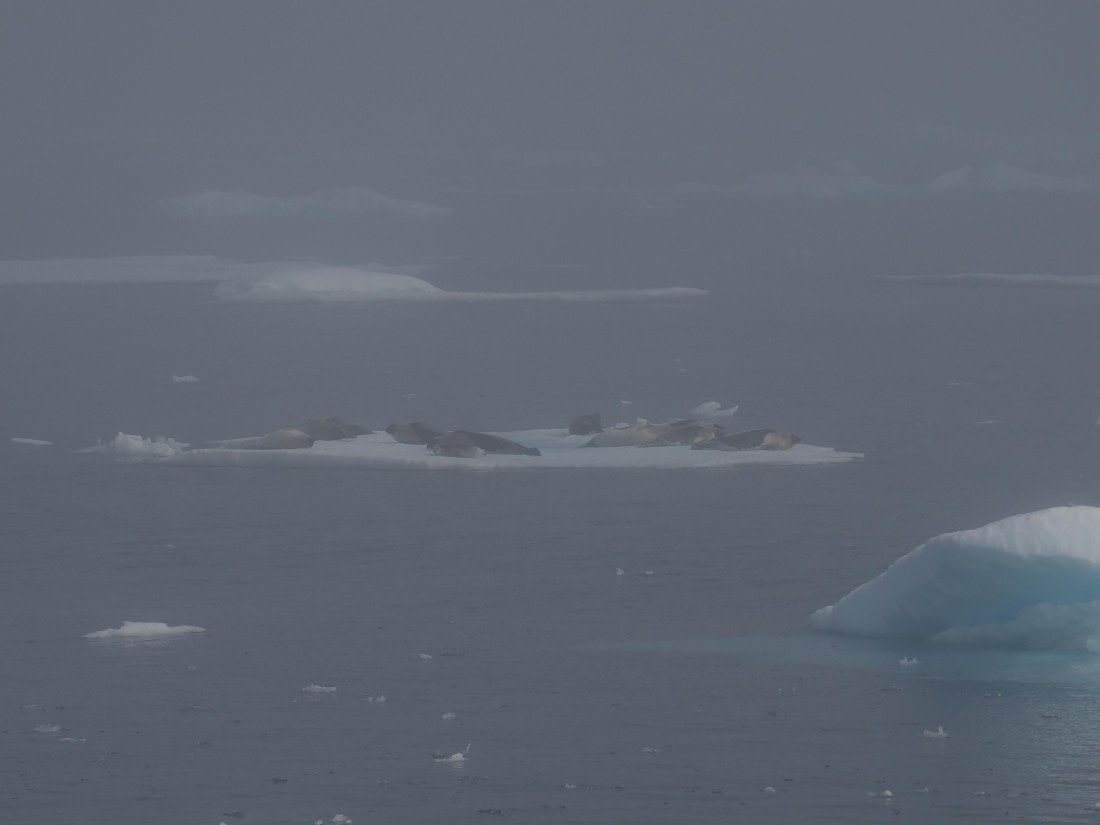 PLA10-26, Day 3, P8051427.JPG © Unknown Photographer - Oceanwide Expeditions.JPG