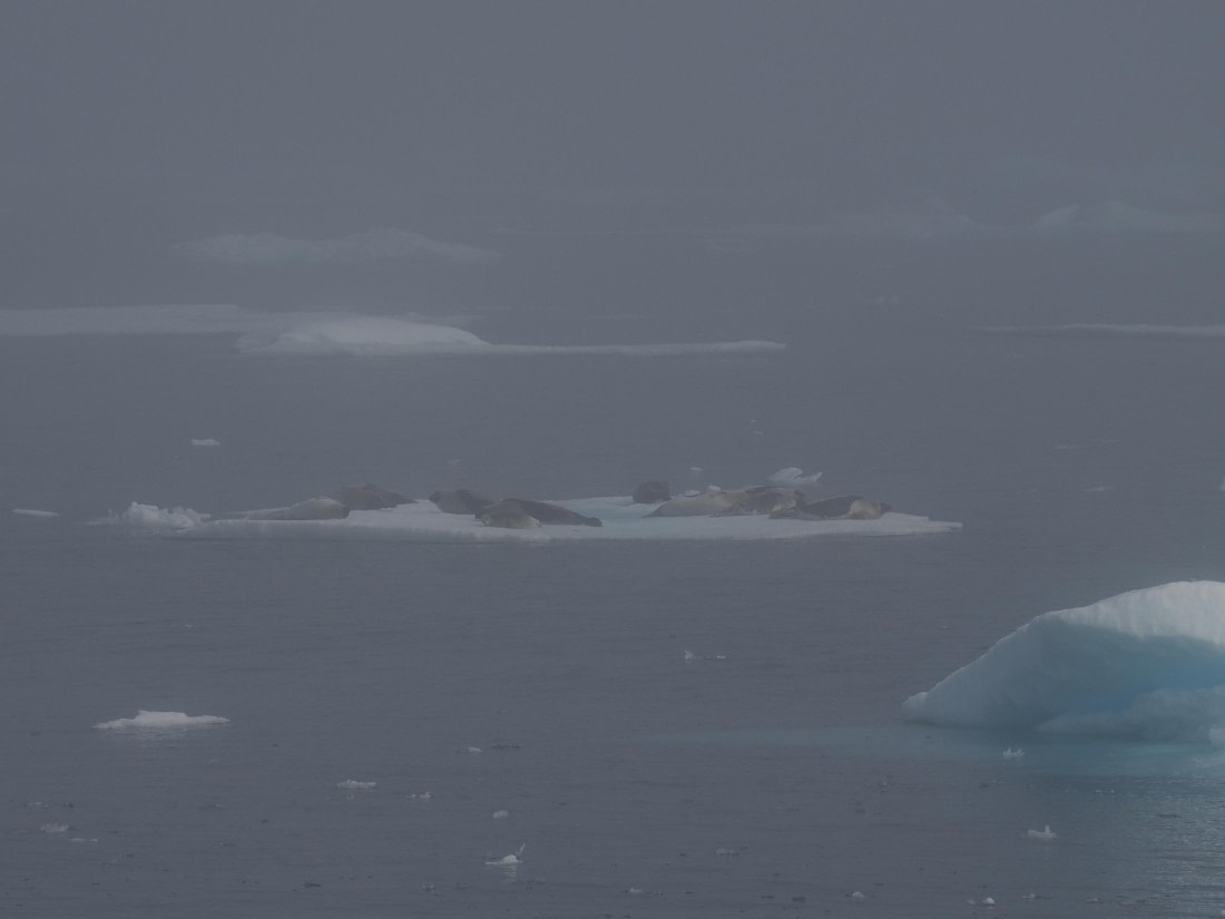 PLA10-26, Day 3, P8051428.JPG © Unknown Photographer - Oceanwide Expeditions.JPG