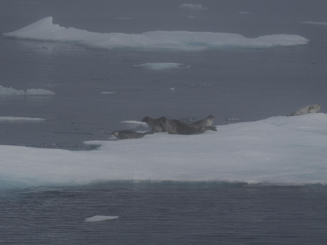 PLA10-26, Day 3, P8051429.JPG © Unknown Photographer - Oceanwide Expeditions.JPG